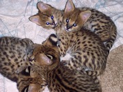 Serval, Savannah, Bobcat and Ocelot Kittens for sale 